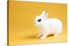 Dwarf Hotot Rabbit-Lynn M^ Stone-Stretched Canvas