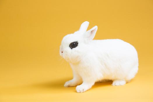 Dwarf Hotot Bunnies