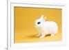 Dwarf Hotot Rabbit-Lynn M^ Stone-Framed Photographic Print