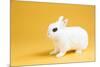 Dwarf Hotot Rabbit-Lynn M^ Stone-Mounted Photographic Print