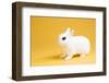 Dwarf Hotot Rabbit-Lynn M^ Stone-Framed Photographic Print