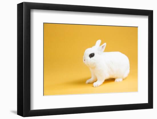 Dwarf Hotot Rabbit-Lynn M^ Stone-Framed Photographic Print