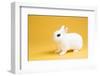 Dwarf Hotot Rabbit-Lynn M^ Stone-Framed Photographic Print