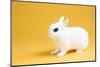 Dwarf Hotot Rabbit-Lynn M^ Stone-Mounted Photographic Print