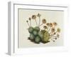 Dwarf Houseleek-William Curtis-Framed Art Print