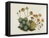 Dwarf Houseleek-William Curtis-Framed Stretched Canvas