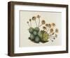 Dwarf Houseleek-William Curtis-Framed Art Print