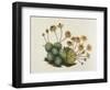 Dwarf Houseleek-William Curtis-Framed Art Print