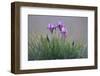 Dwarf Irises (Iris Pumila) Flowering, Rostovsky Nature Reserve, Rostov Region, Russia, April 2009-Shpilenok-Framed Photographic Print