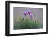 Dwarf Irises (Iris Pumila) Flowering, Rostovsky Nature Reserve, Rostov Region, Russia, April 2009-Shpilenok-Framed Photographic Print