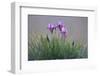 Dwarf Irises (Iris Pumila) Flowering, Rostovsky Nature Reserve, Rostov Region, Russia, April 2009-Shpilenok-Framed Photographic Print