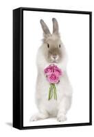 Dwarf Lion-Head Rabbit on Hind Legs Holding Flowers-null-Framed Stretched Canvas