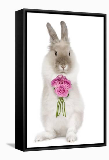 Dwarf Lion-Head Rabbit on Hind Legs Holding Flowers-null-Framed Stretched Canvas