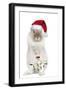 Dwarf Lion-Head Rabbit on Hind Legs Wearing Christmas-null-Framed Photographic Print