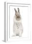 Dwarf Lion-Head Rabbit on Hind Legs-null-Framed Photographic Print