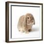 Dwarf Lop (Fancy) Rabbit Fawn-null-Framed Photographic Print