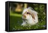 Dwarf Lop Rabbit in Garden-null-Framed Stretched Canvas