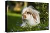 Dwarf Lop Rabbit in Garden-null-Stretched Canvas