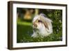 Dwarf Lop Rabbit in Garden-null-Framed Photographic Print