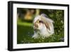 Dwarf Lop Rabbit in Garden-null-Framed Photographic Print
