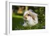 Dwarf Lop Rabbit in Garden-null-Framed Photographic Print