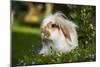 Dwarf Lop Rabbit in Garden-null-Mounted Photographic Print