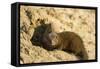 Dwarf Mongoose, Chobe National Park, Botswana-Paul Souders-Framed Stretched Canvas