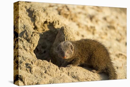 Dwarf Mongoose, Chobe National Park, Botswana-Paul Souders-Stretched Canvas