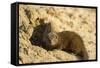 Dwarf Mongoose, Chobe National Park, Botswana-Paul Souders-Framed Stretched Canvas