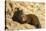 Dwarf Mongoose, Chobe National Park, Botswana-Paul Souders-Stretched Canvas