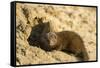 Dwarf Mongoose, Chobe National Park, Botswana-Paul Souders-Framed Stretched Canvas