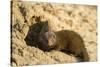 Dwarf Mongoose, Chobe National Park, Botswana-Paul Souders-Stretched Canvas