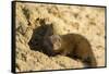 Dwarf Mongoose, Chobe National Park, Botswana-Paul Souders-Framed Stretched Canvas