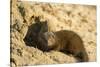 Dwarf Mongoose, Chobe National Park, Botswana-Paul Souders-Stretched Canvas