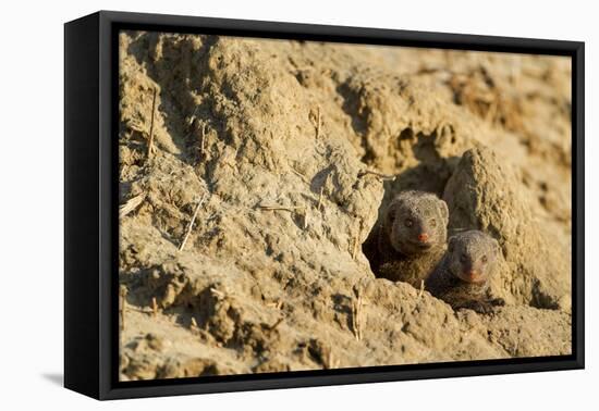 Dwarf Mongoose, Chobe National Park, Botswana-Paul Souders-Framed Stretched Canvas