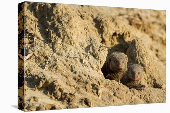 Dwarf Mongoose, Chobe National Park, Botswana-Paul Souders-Stretched Canvas