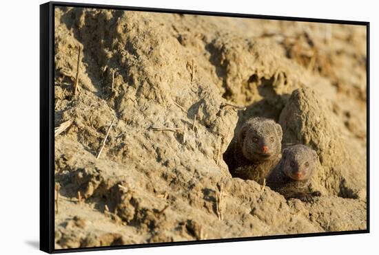 Dwarf Mongoose, Chobe National Park, Botswana-Paul Souders-Framed Stretched Canvas