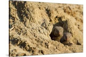 Dwarf Mongoose, Chobe National Park, Botswana-Paul Souders-Stretched Canvas