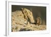 Dwarf Mongoose, Chobe National Park, Botswana-Paul Souders-Framed Photographic Print