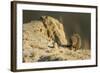 Dwarf Mongoose, Chobe National Park, Botswana-Paul Souders-Framed Photographic Print