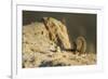 Dwarf Mongoose, Chobe National Park, Botswana-Paul Souders-Framed Photographic Print