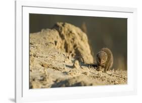 Dwarf Mongoose, Chobe National Park, Botswana-Paul Souders-Framed Photographic Print