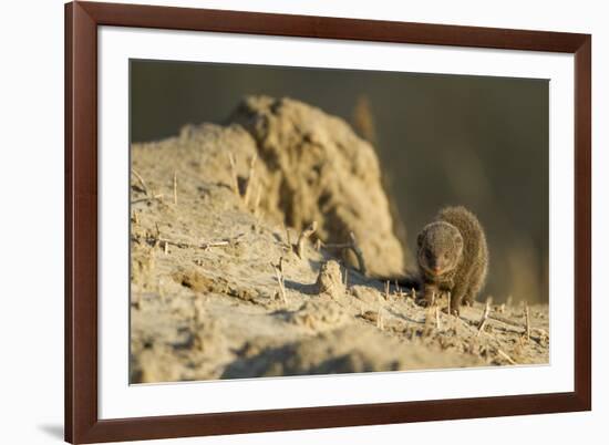 Dwarf Mongoose, Chobe National Park, Botswana-Paul Souders-Framed Photographic Print