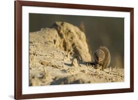 Dwarf Mongoose, Chobe National Park, Botswana-Paul Souders-Framed Photographic Print