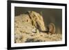 Dwarf Mongoose, Chobe National Park, Botswana-Paul Souders-Framed Photographic Print