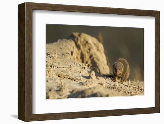 Dwarf Mongoose, Chobe National Park, Botswana-Paul Souders-Framed Photographic Print