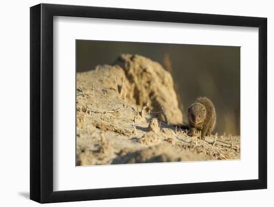 Dwarf Mongoose, Chobe National Park, Botswana-Paul Souders-Framed Photographic Print