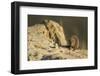 Dwarf Mongoose, Chobe National Park, Botswana-Paul Souders-Framed Photographic Print