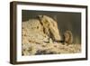 Dwarf Mongoose, Chobe National Park, Botswana-Paul Souders-Framed Photographic Print