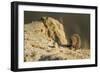 Dwarf Mongoose, Chobe National Park, Botswana-Paul Souders-Framed Photographic Print